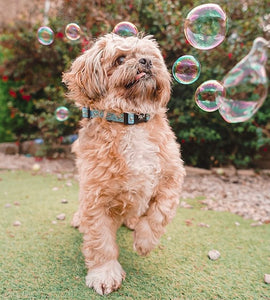 Dog Bubbles