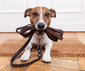 How to train your Dog