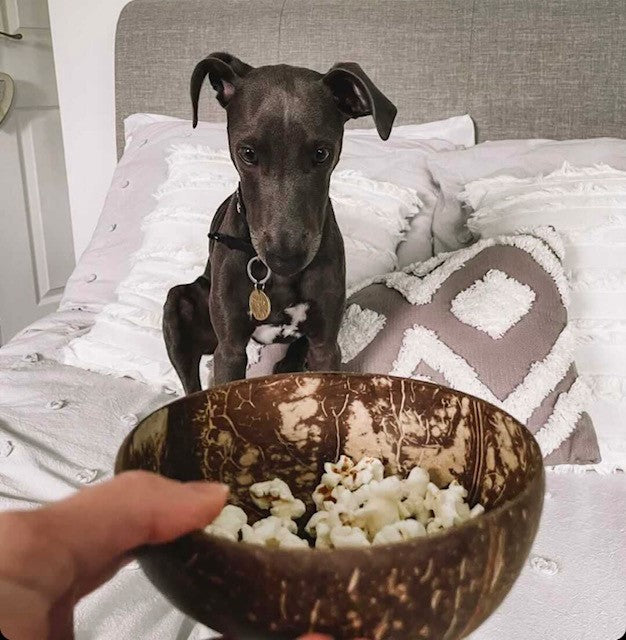 Gourmet Doggy Popcorn